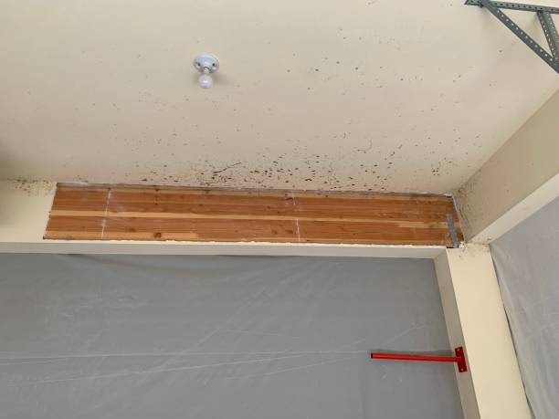 Best Mold Odor Removal Services  in Haysville, KS